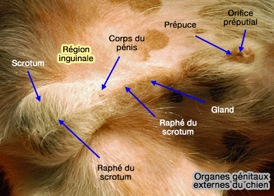 Organes génitaux externes du chien