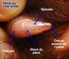 structura penisului felin)