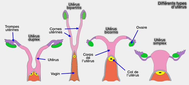 Les différents types d'utérus