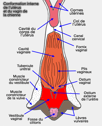 Conformation interne de l'utérus et du vagin de la chienne