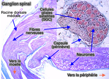 Ganglion spinal et racine dorsale