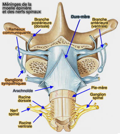 Méninges de la moelle et des nerfs spinaux