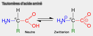 Tautomères d'acide aminé
