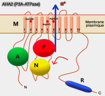 AHA2 (P23A-ATPase)