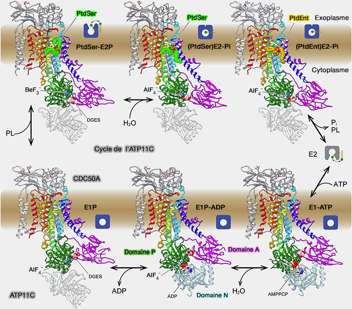 Cycle de l'ATP11C, une P4-ATPase