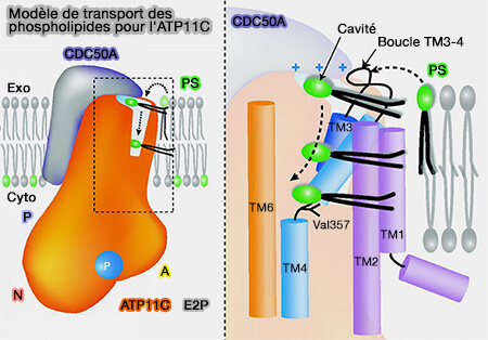 Modèle de transport des phospholipides pour l'ATP11C