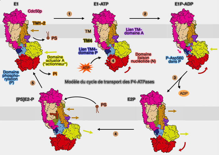 Modèle du cycle de transport des P4-ATPases