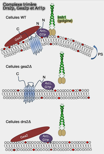 Complexe trimère Drs2p, Gea2p et Arl1p