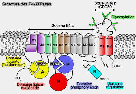 Structure des P4-ATPases ou flippases