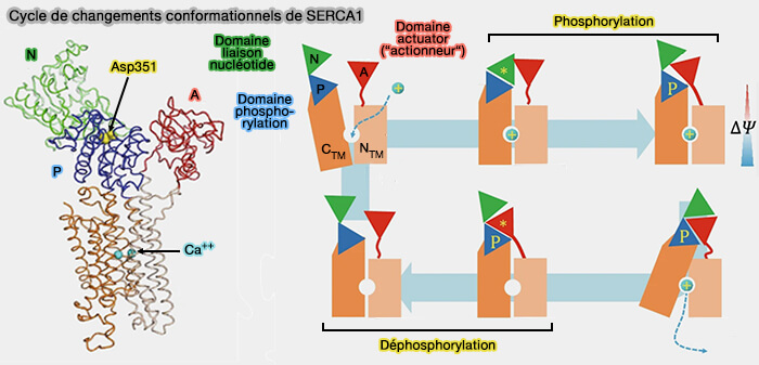 Cycle de changements conformationnels de SERCA1