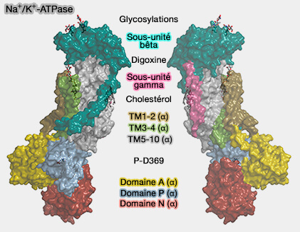 Structure de Na+/K+-ATPase