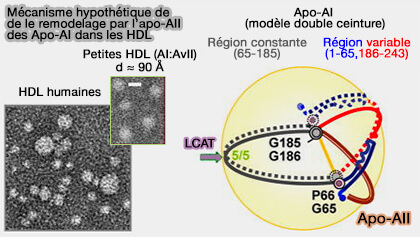 Modèle de remodelage des HDL par ApoA-II