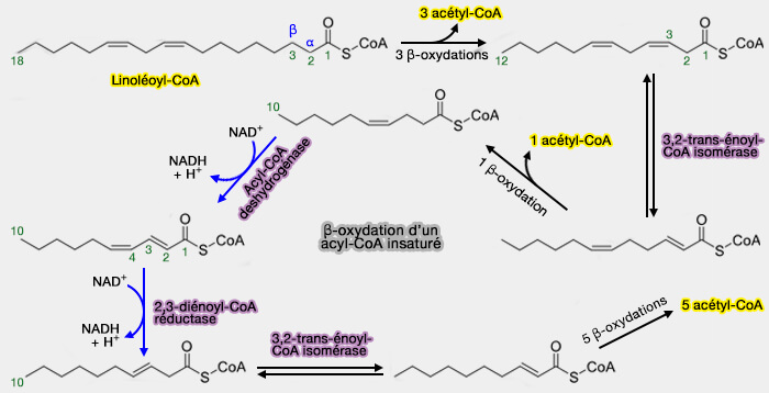 β-oxydation d'un acyl-CoA insaturé : le linoléoyl-CoA