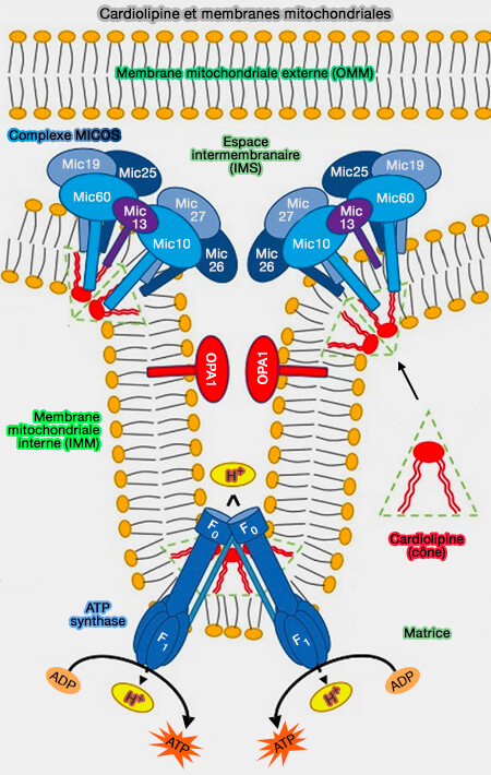 Cardiolipine et membranes mitochondriales