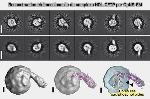 Reconstruction tridimensionnelle du complexe HDL-CETP