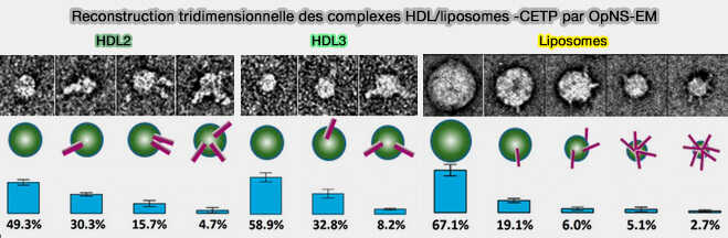 Reconstruction tridimensionnelle du complexe HDL-liposomes-CETP