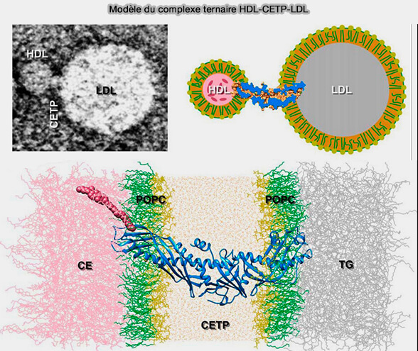 Modèle du complexe ternaire HDL-CETP-LDL