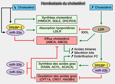 Homéostasie du cholestérol et des acides gras 