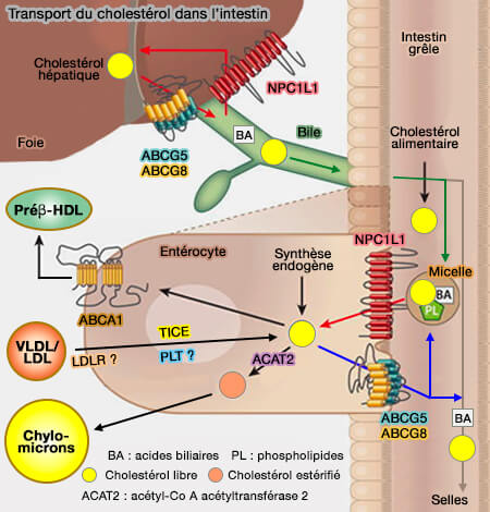 Absorption et sortie du cholestérol de l’entérocyte