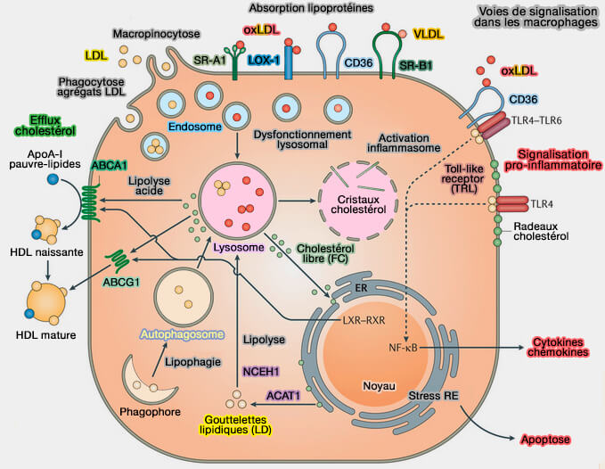 Transport des lipoprotéines et voies de signalisation dans les macrophages