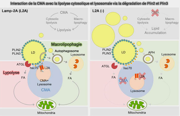 Interaction de la CMA avec la lipolyse cytosolique et lysosomale via la dégradation de Plin2 et Plin3