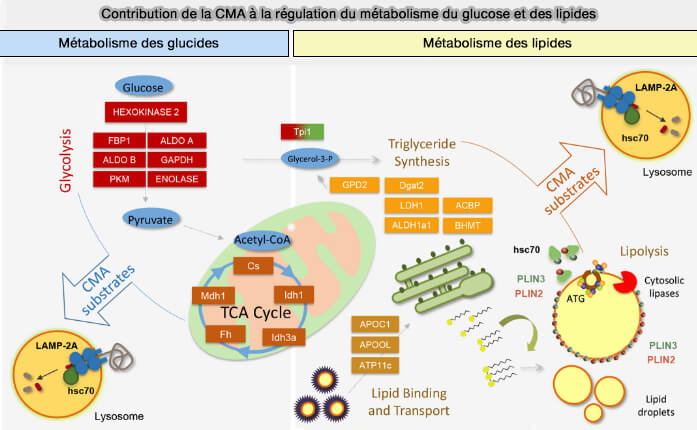 Contribution de la CMA à la régulation du métabolisme du glucose et des lipides