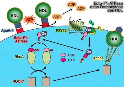 Endocytose des HDL via ecto-F1-ATPase/P2Y13