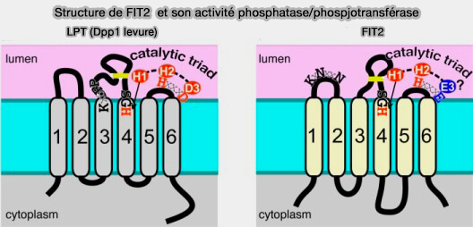 Structure de FIT2  et son activité phosphatase/phosphotransférase