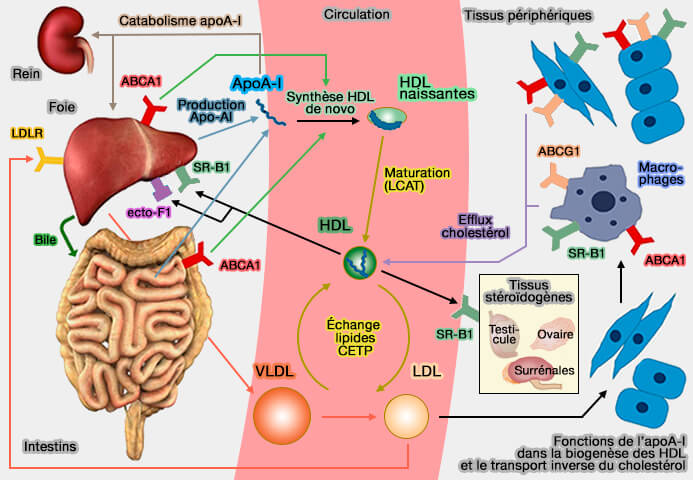 Fonctions de l’apoA-I dans le métabolisme des HDL et de la voie de retour du cholestérol