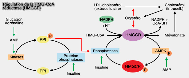 Régulation de la HMG-CoA réductase (HMGCR)