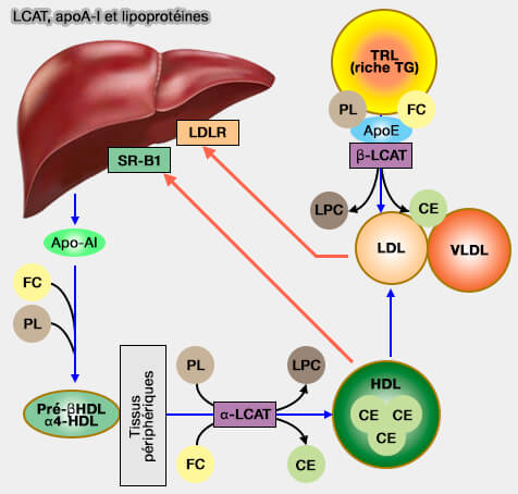 LCAT, apoA-I et lipoprotéines
