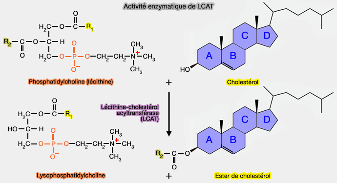 Activité enzymatique de LCAT