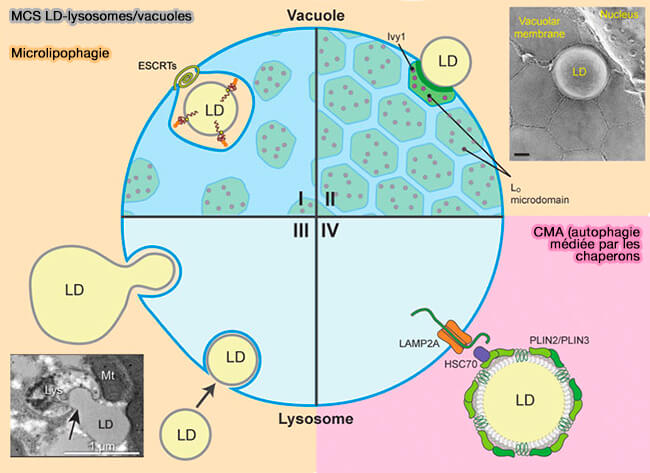 MCS LD-lysosomes/vacuoles