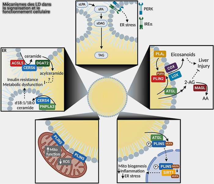Mécanismes des LD dans la signalisation et le fonctionnement cellulaire