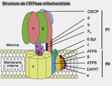 Structure de l'ATPase mitochondriale