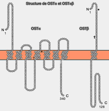Structure de OSTα/β
