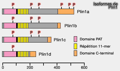 Isoformes de Plin1 
