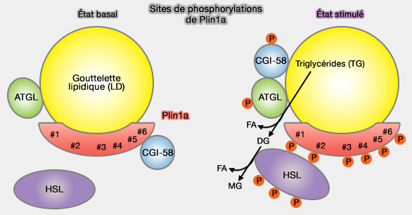 Sites de phosphorylations de Plin1a