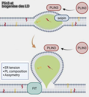 Plin3 et biogenèse des LD