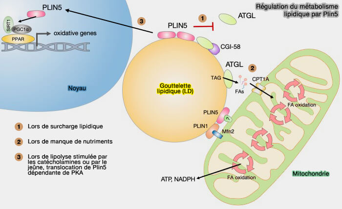 Régulation du métabolisme lipidique par Plin5
