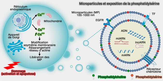 Microparticules et exposition de la phosphatidylsérine