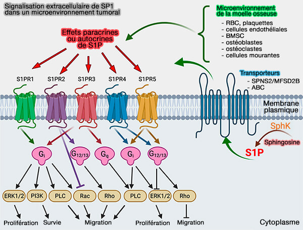Signalisation extracellulaire de la sphingosine-1-P