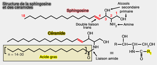 Sphingosine et céramide