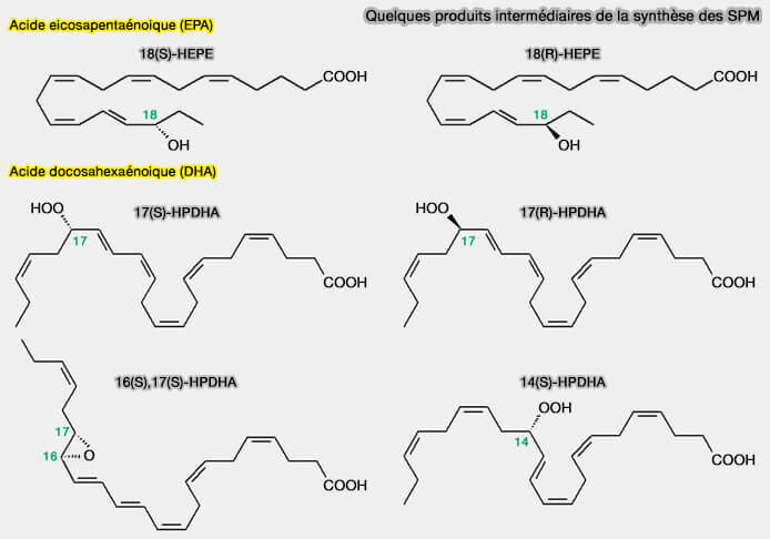 Quelques produits intermédiaires de la synthèse des SPM