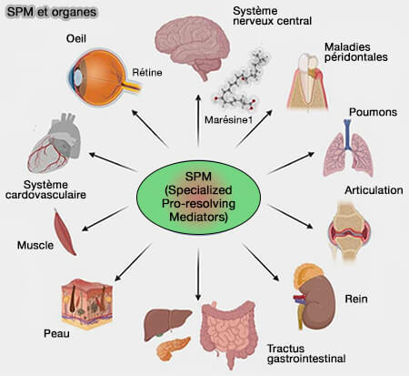 SPM et organes