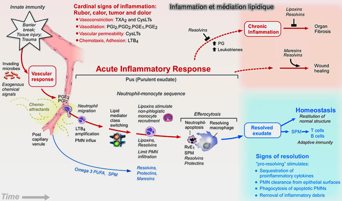 Inflammation et médiation lipidique