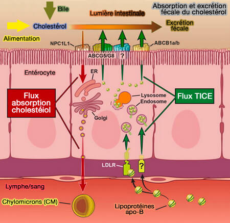 Absorption intestinale et excrétion fécale du cholestérol