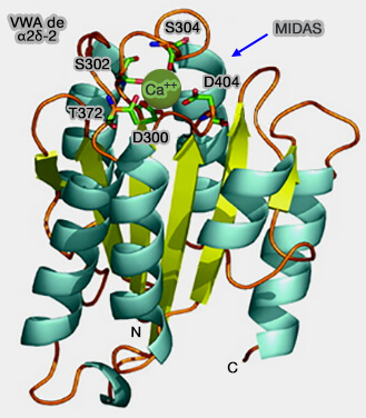 Structure de VWA2 avec et sans calcium