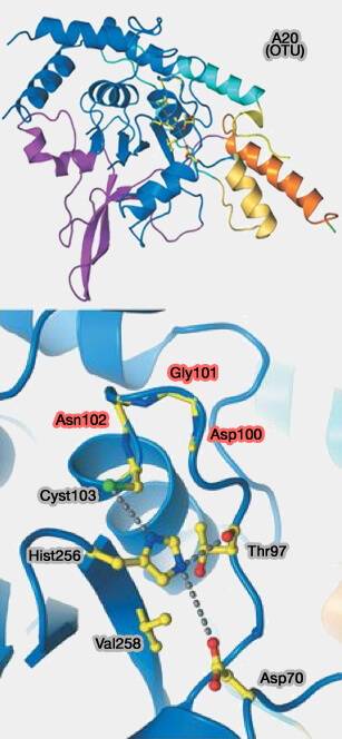 A20 et site catalytique (protéase à cystéine)