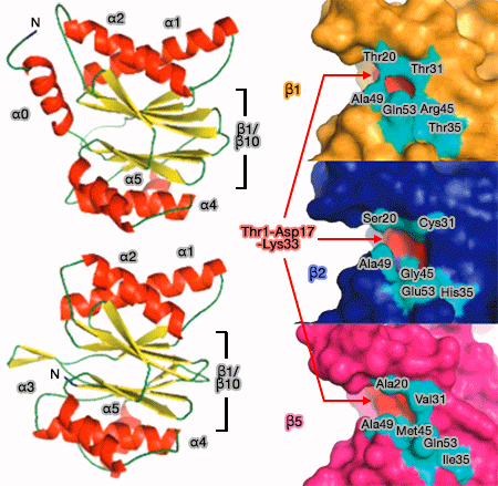 Activité protéolytique du coeur catalytique du protéasome
